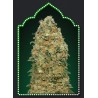 White Widow
