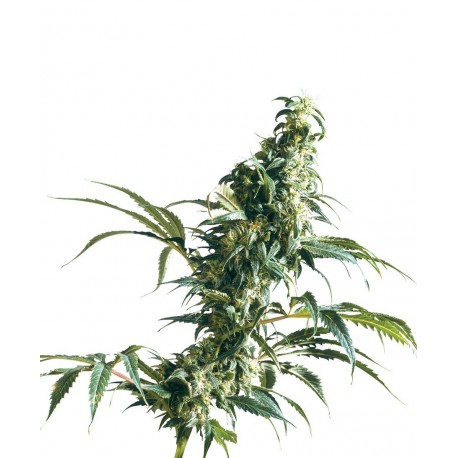 Mexican Sativa feminizada