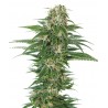 Early Skunk Automatic