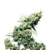 Jamaican Pearl 10 semillas regulares