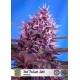 Red Poison auto