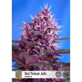 Semillas Red Poison Auto