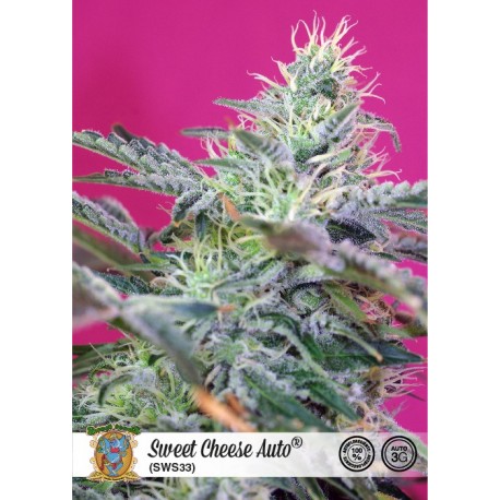 Sweet Cheese Auto de Sweet Seeds