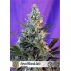 Sweet Skunk Auto de Sweet Seeds