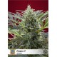 Semillas de marihuana Cream 47