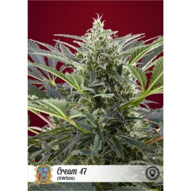 Cream 47