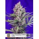 Cream Mandarine Fast Version