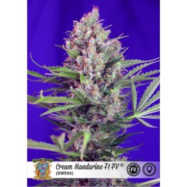 Cream Mandarine F1