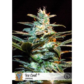 Semillas de marihuana Ice Cool