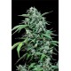 Maxi Haze