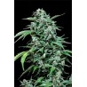 Maxi Haze