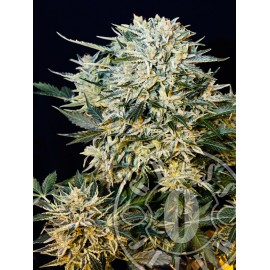 Sugar Gom Auto