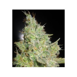 Semillas Critical Kali Mist