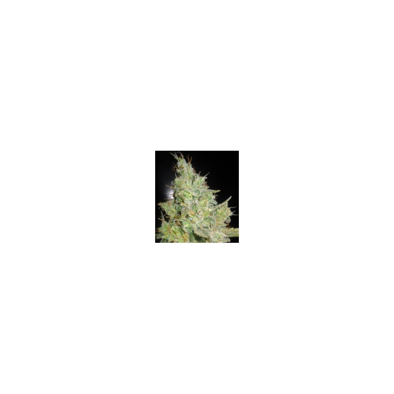 Semillas Critical Kali Mist