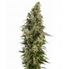 Afghani 1 Automatic