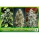 Feminized Collection 3 de Advanced Seeds