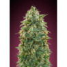 Amnesia de Advanced Seeds con el 20%