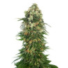 Shiva Skunk Auto de Sensi Seeds con el 20%
