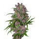 Purple Bud Automatic