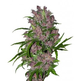 Purple Bud Automatic