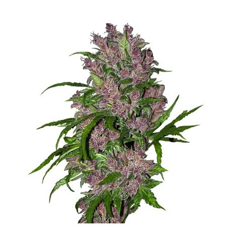 Purple Bud Automatic