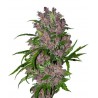 Purple Bud Automatic
