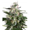 White Skunk Automatic