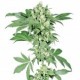Afghani 1