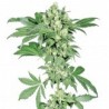 Afghani 1