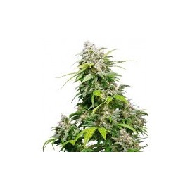 California Indica feminizada