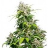 California Indica