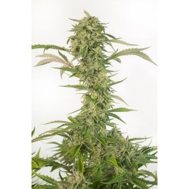 OG Kush Auto CBD