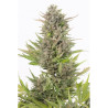 Critical + Auto CBD de Dinafem Seeds