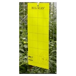 Placas Bug scan amarillas
