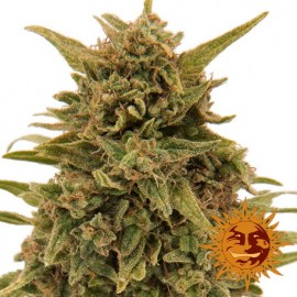 Semillas de Cannabis Blueberry OG