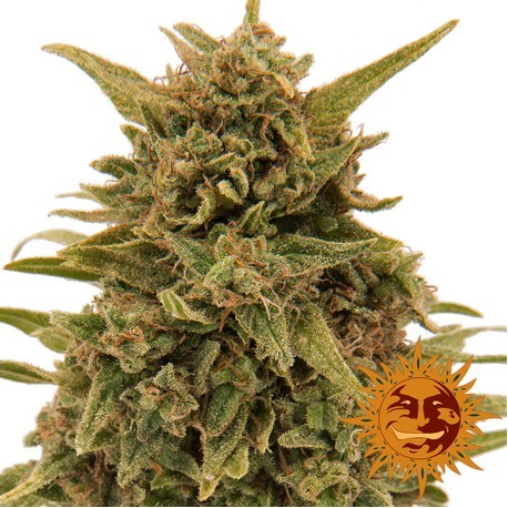 Semillas de Cannabis Blueberry OG