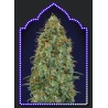 Blueberry