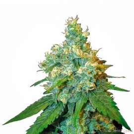 Jack Herer