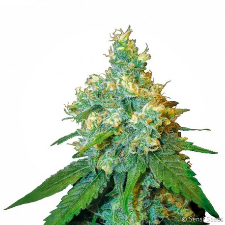 Jack Herer feminizada