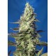 Green Poison XL Auto