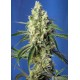 Green Poison CBD