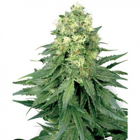 White Widow de White Label