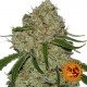 Phantom OGs de Barneys Farm