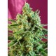 S.A.D. CBD de Sweet Seeds