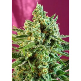 S.A.D. CBD de Sweet Seeds