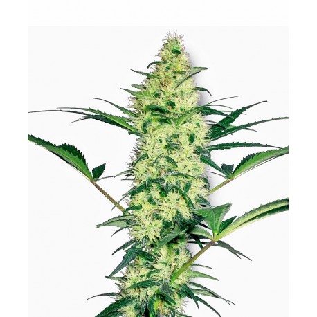 White Diesel de White Label