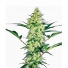 White Diesel