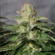 OG Kush CBD de Medical Seeds