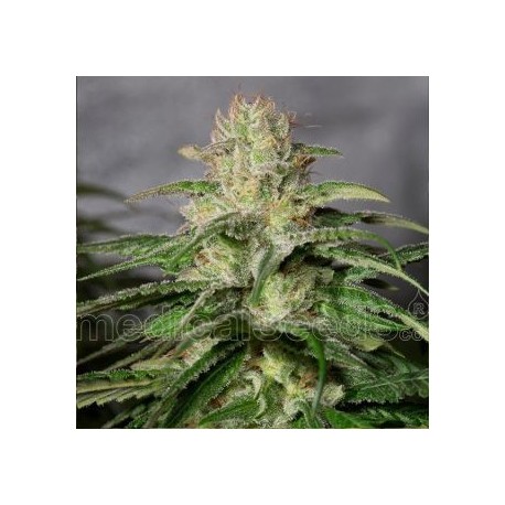 OG Kush CBD de Medical Seeds