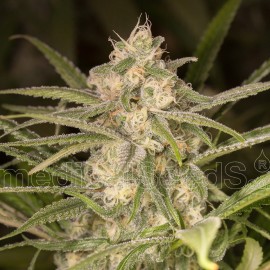 No Name Auto de Medical Seeds